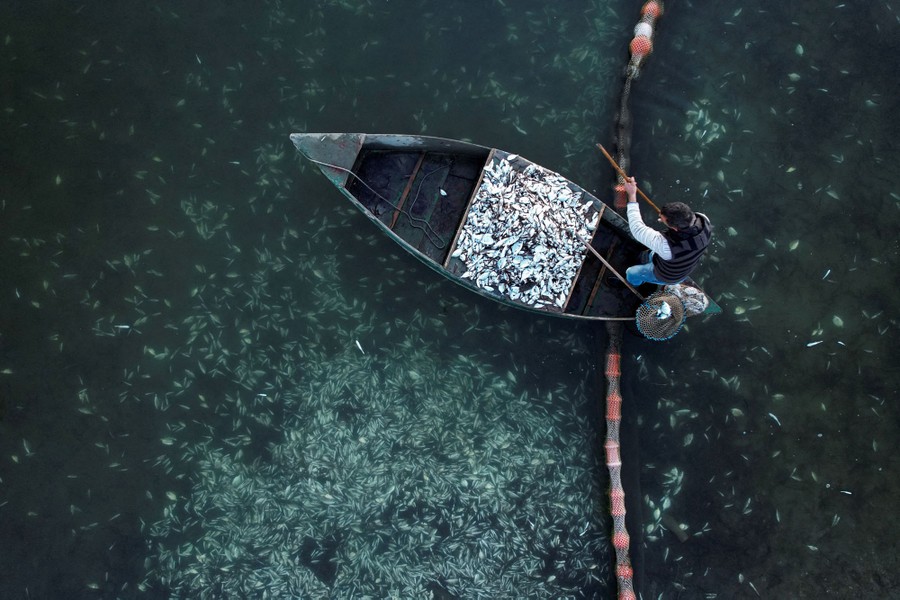 An aerial view of a fisherman in a small boat, half full of fish, surrounded by many other dead fish in shallow water.