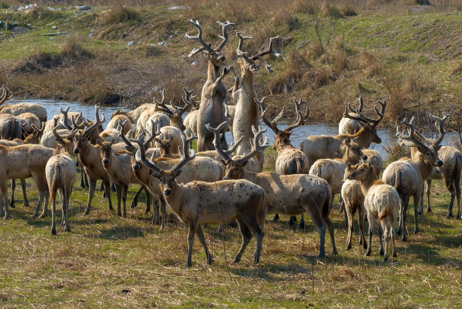 Two deer stand on their hind legs, sparring, in a herd of many other deer.