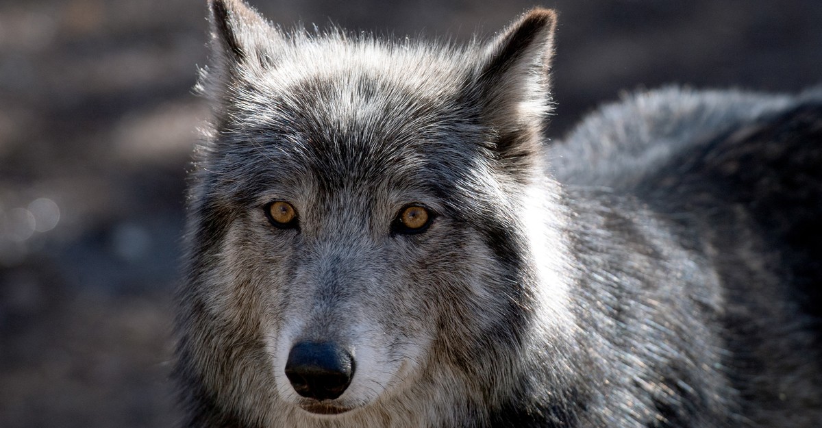 https://cdn.theatlantic.com/thumbor/54Ga5c4Rh7FcOOdB2Ks-IyJog6Y=/0x71:3337x1809/1200x625/media/img/mt/2026/02/2026_02_12_poem_wolves_ca/original.jpg
