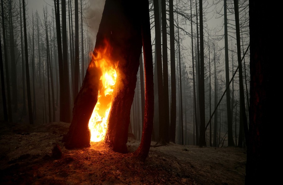 Flames still burn inside the trunk of a large tree in a scorched forest.