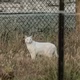 A white cat stands beside a fence