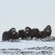 A herd of musk ox