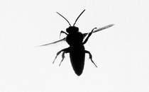 A close-up image of a black bug against a light-gray background