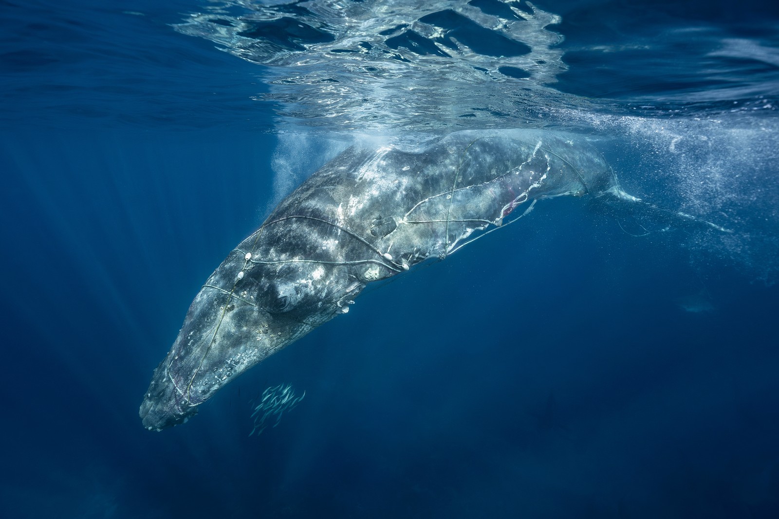 A whale swims past, entangled in ropes and nets.