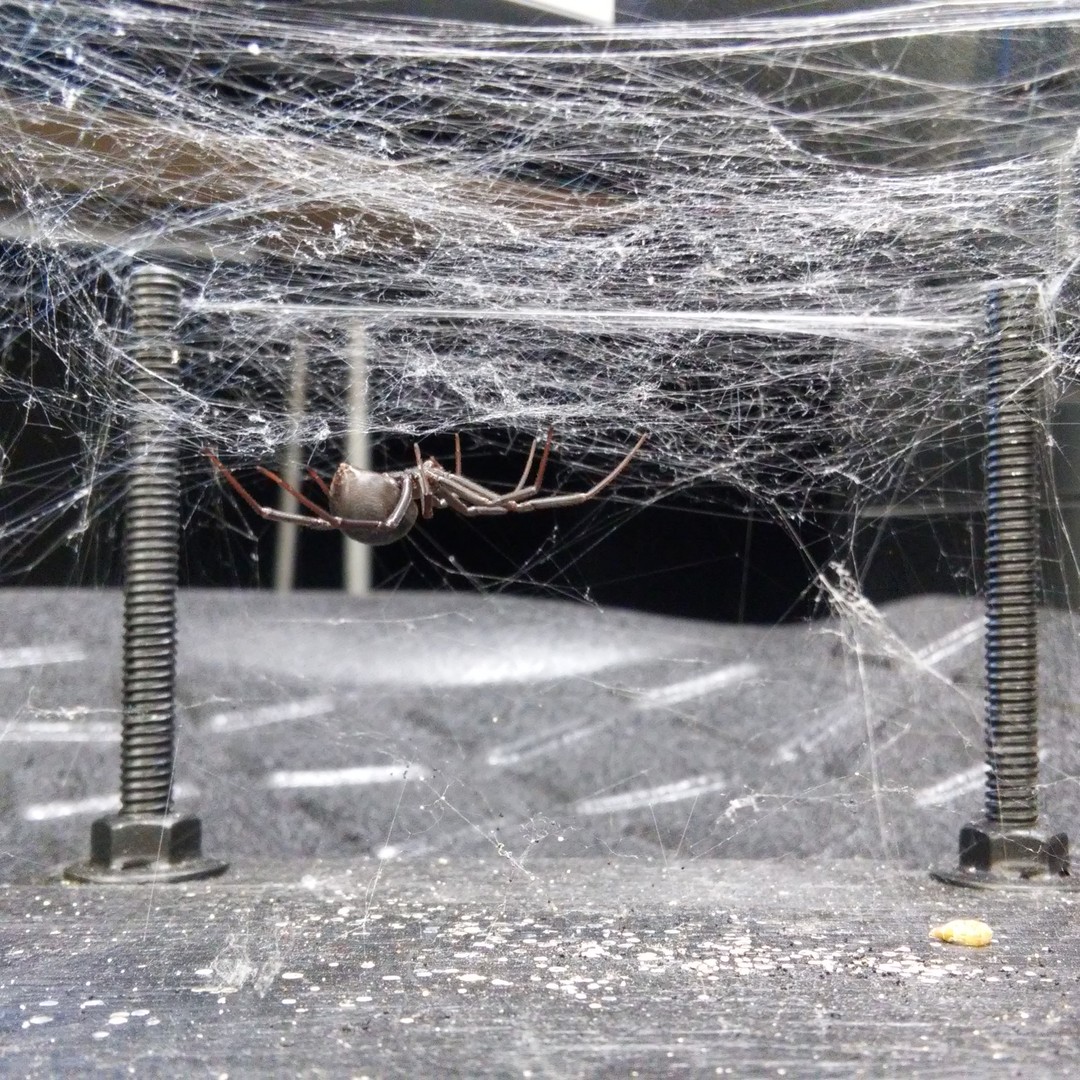The Entire Black Widow Spider Is A Sensor The Atlantic