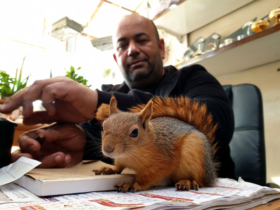 A squirrel sits on a desk beside a man.