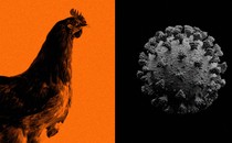 Adjacent images of a chicken and a coronavirus particle
