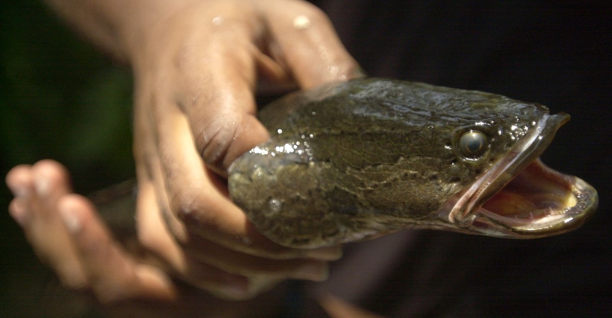A Snakehead's Less-Than-Elegant Move From Water to Land - The Atlantic
