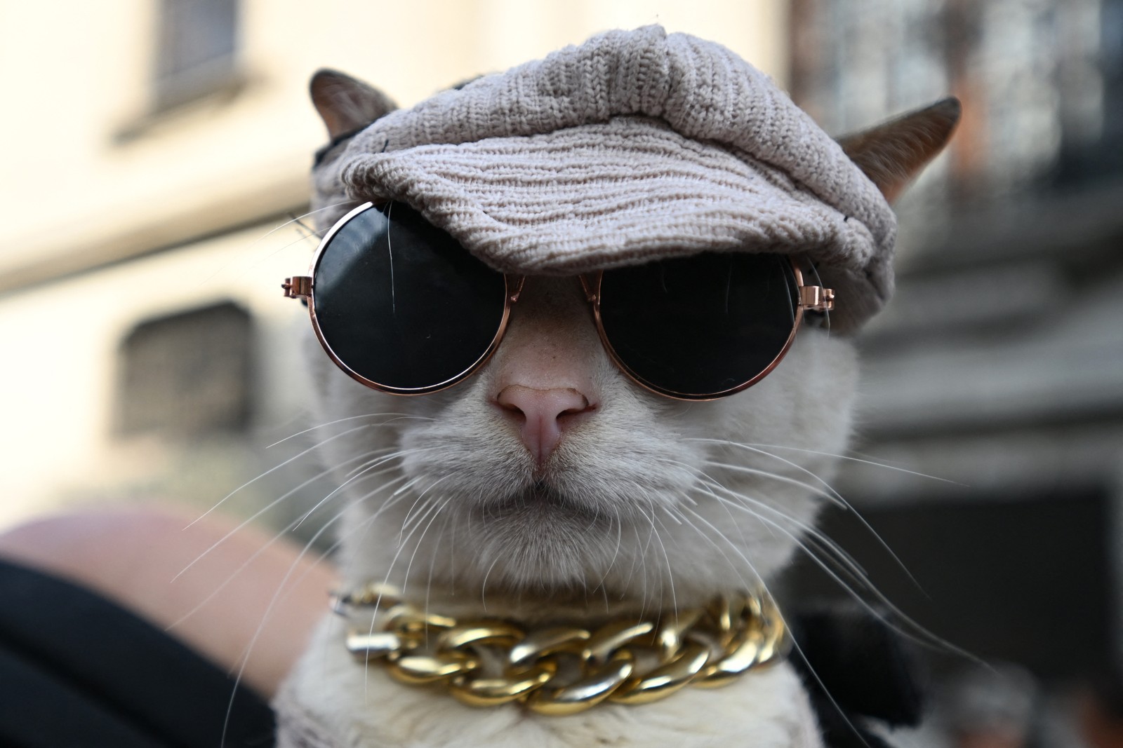 A close view of a cat wearing glasses, a hat, and a gold chain around its neck