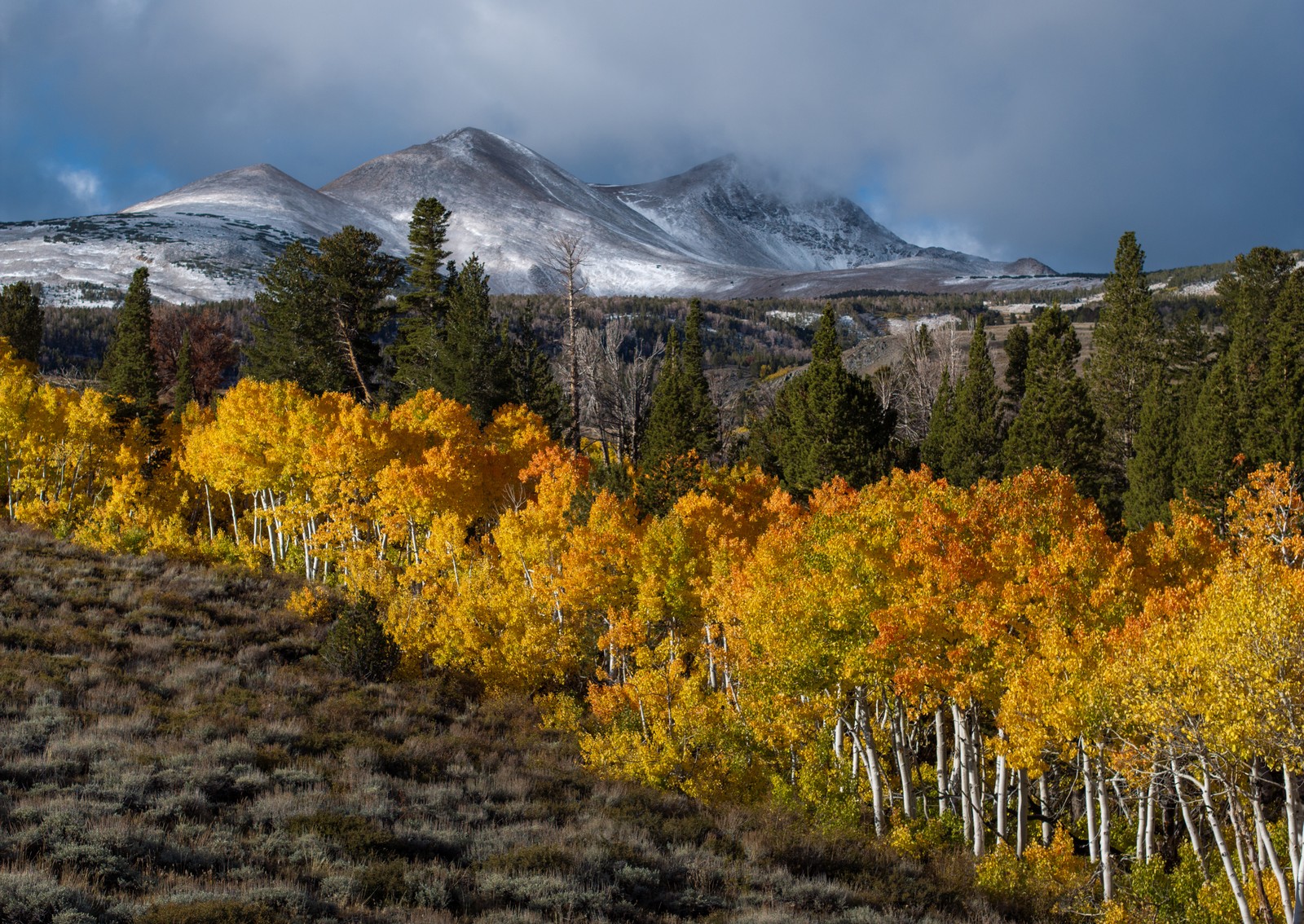 Colorful aspen trees are seen after a fresh snowfall on a mountain slope, with a dusting of snow visible on several peaks in the background.