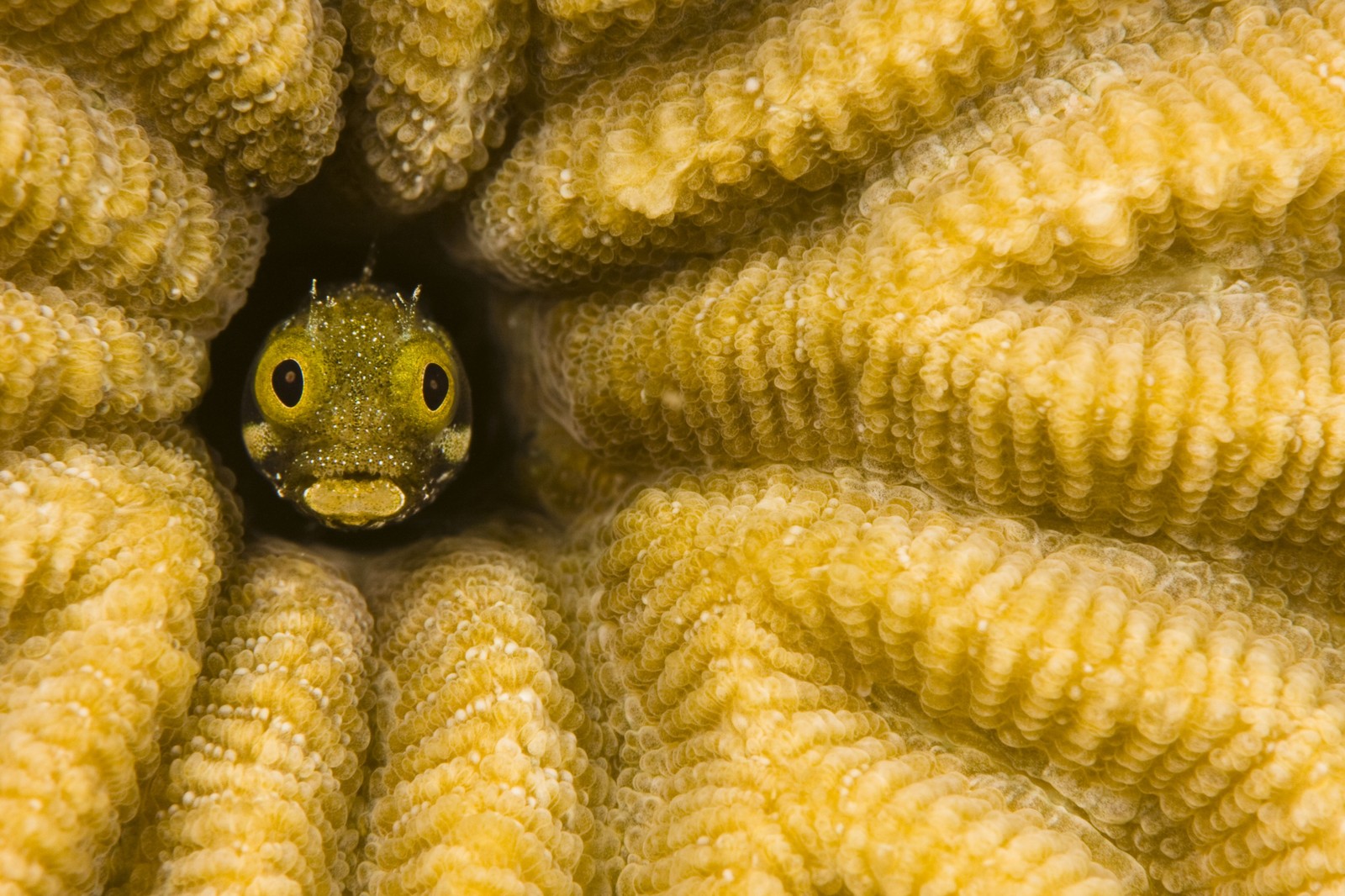 A small fish peeks out from a reef