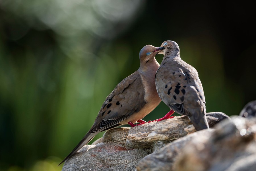 The 2020 Audubon Photography Awards - The Atlantic