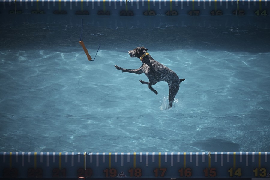 A dog lands in a pool after jumping after a stick.