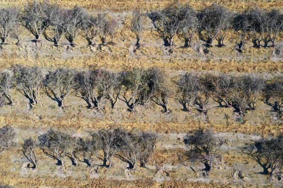 Rows of dead trees are seen from above.
