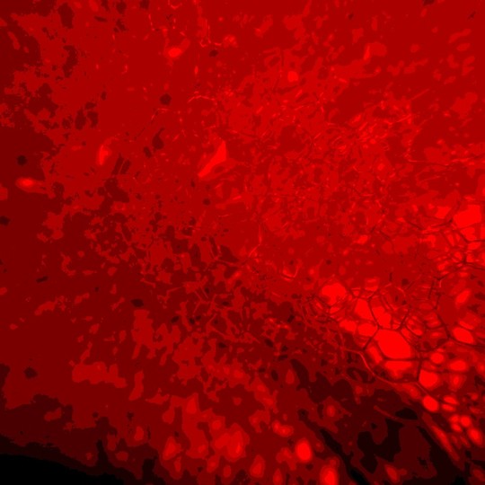 The Most Precious Blood On Earth The Atlantic