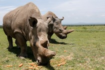 Two northern white rhinos