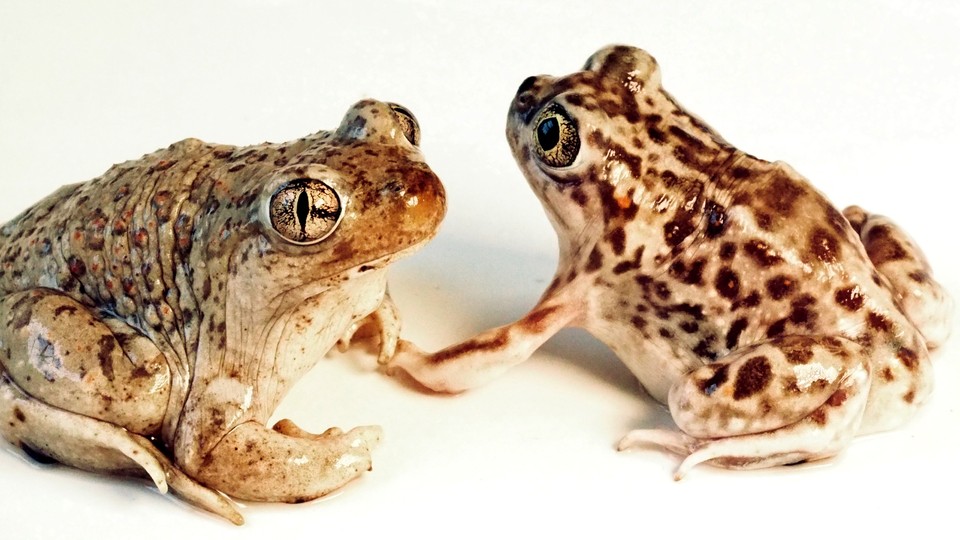 A male Mexican spadefoot toad and a female plains spadefoot toad