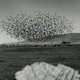 a black-and-white photo of a huge flock of birds taking off over a wide open field with cows grazing, and hills in the background