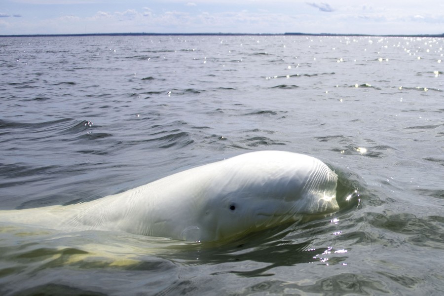 A close view of a beluga whale swimming right at the water's surface.