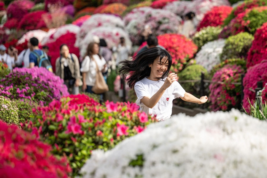People walk among many blooming bushes.