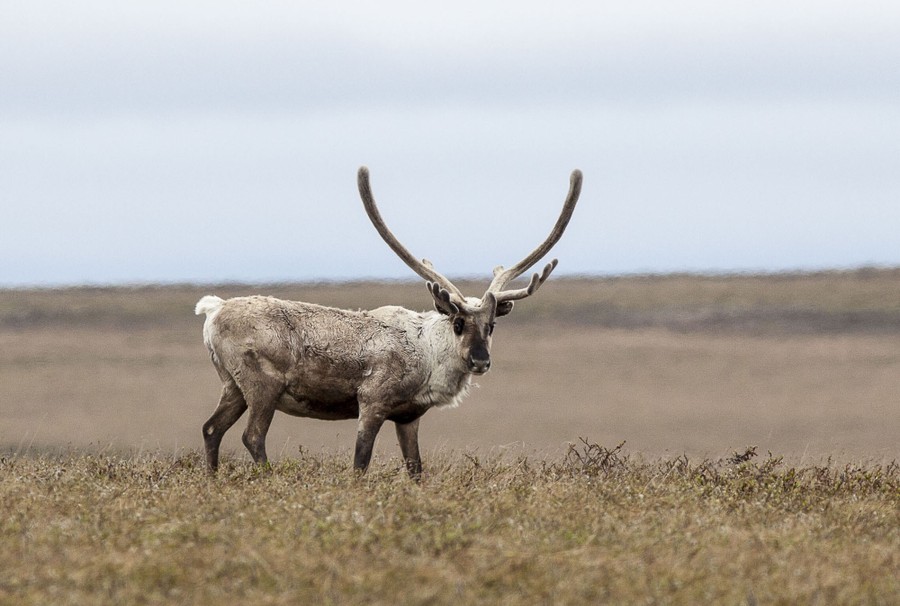 A caribou stands in a wide-open field.