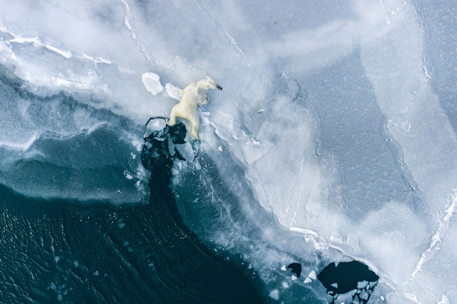An aerial view of a polar bear climbing out of the water onto a fragile shelf of ice