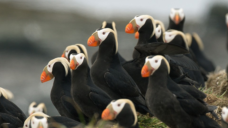 Tufted puffins