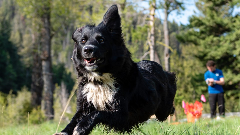 specialized search dogs