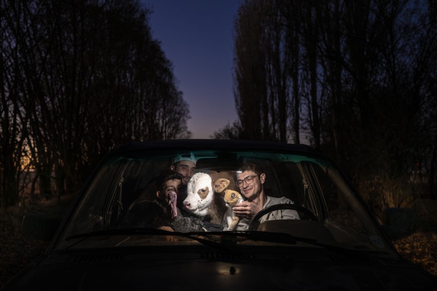Three young men pose in a car at night, holding a turkey, a calf, and a cat.