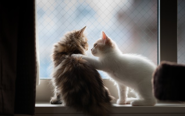 A kitten places a paw comfortingly on another kitten's back.