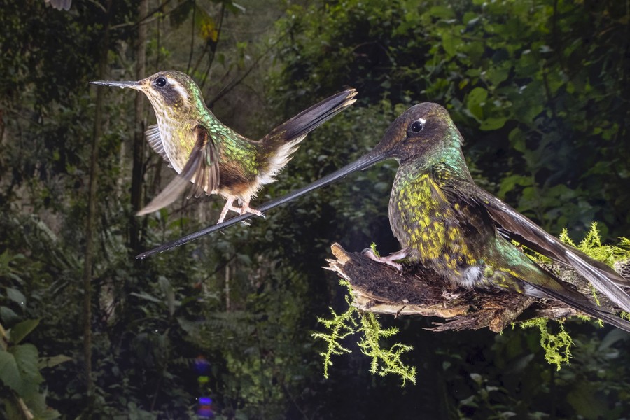 A tiny hummingbird tries to perch on the long bill of a larger hummingbird.