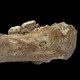 The Xiahe mandible