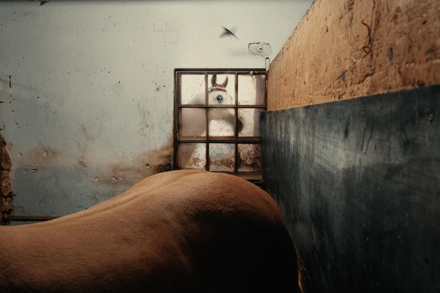 A horse peers through a window, looking into a room with another horse in it.