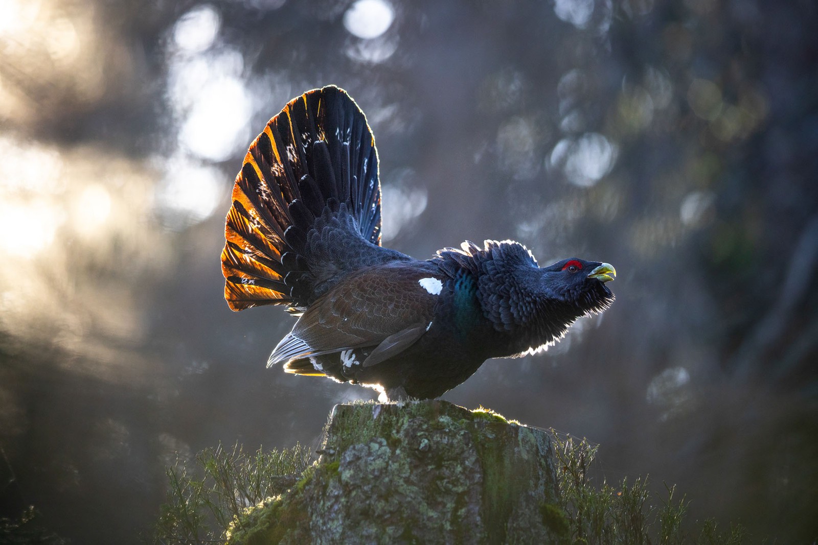 A grouse stretches out its neck while calling from atop a stump.