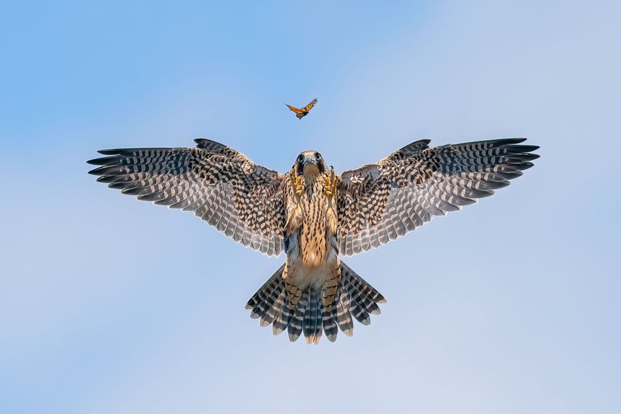 Winners of the Bird Photographer of the Year 2024 The Atlantic