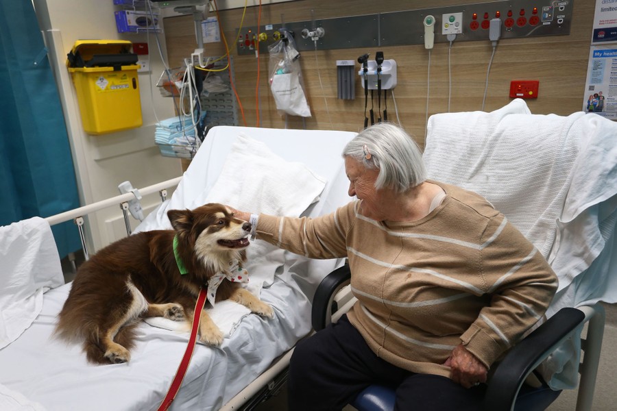 A woman sits in a hospital room, interacting with a dog.