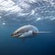 A great white shark swimming underwater