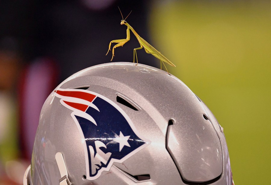 A praying mantis sits atop a New England Patriots helmet.