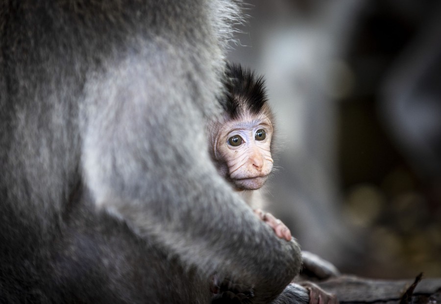 A young monkey sits beside an older monkey.