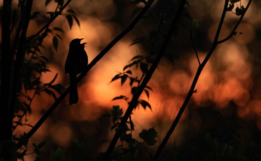 The silhouette of a singing bird shows through shadowy branches that slant upward to the right.