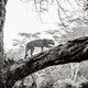A black-and-white image of a leopard walking on a large tree branch