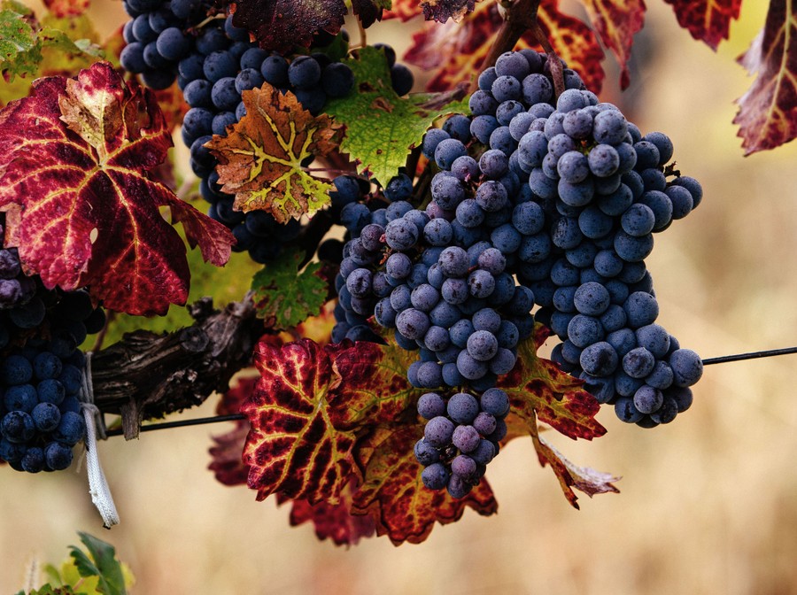 Dark bunches of grapes hang from a vine with colorful leaves.