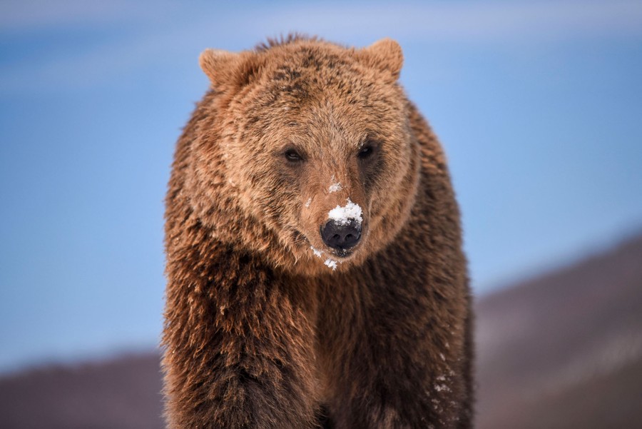 A large brown bear with snow on its muzzle walks in a sanctuary.