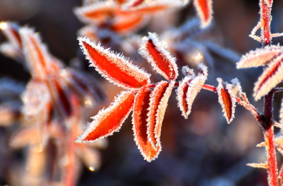Frost on leaves