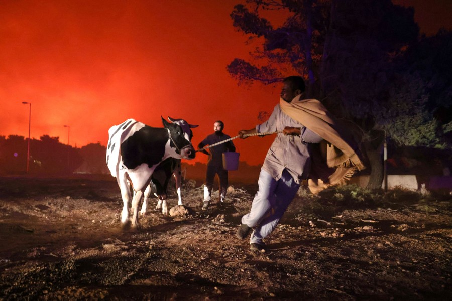 People lead cows away from a wildfire.