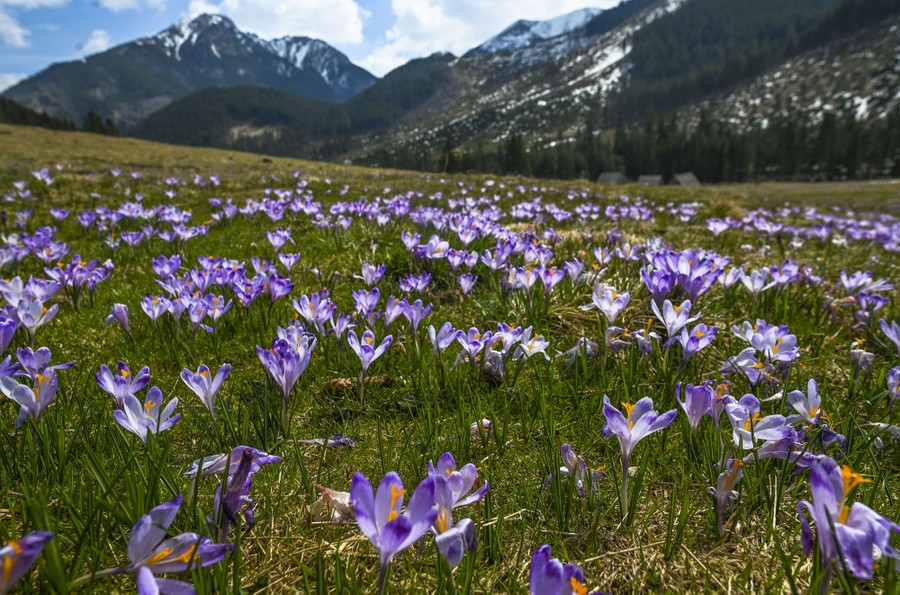 An alpine meadow is covered in purple flowers.
