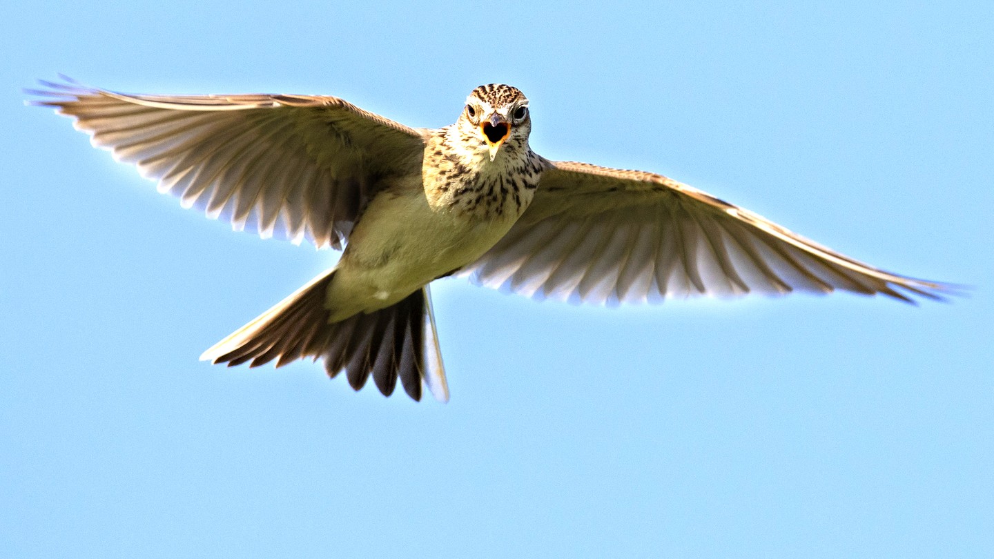 A skylark flying with its wings open against a bright blue sky