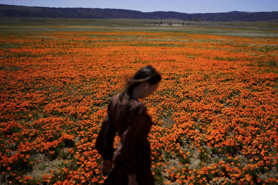 A person walks in a field of blooming poppies.
