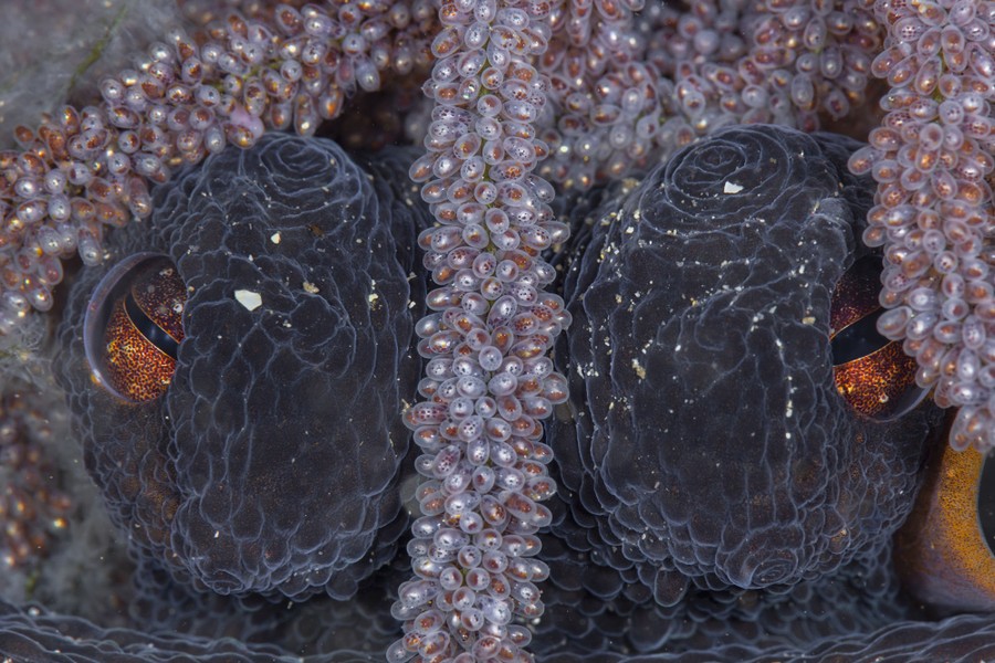 The eyes of an octopus are visible among clutches of hundreds of eggs.