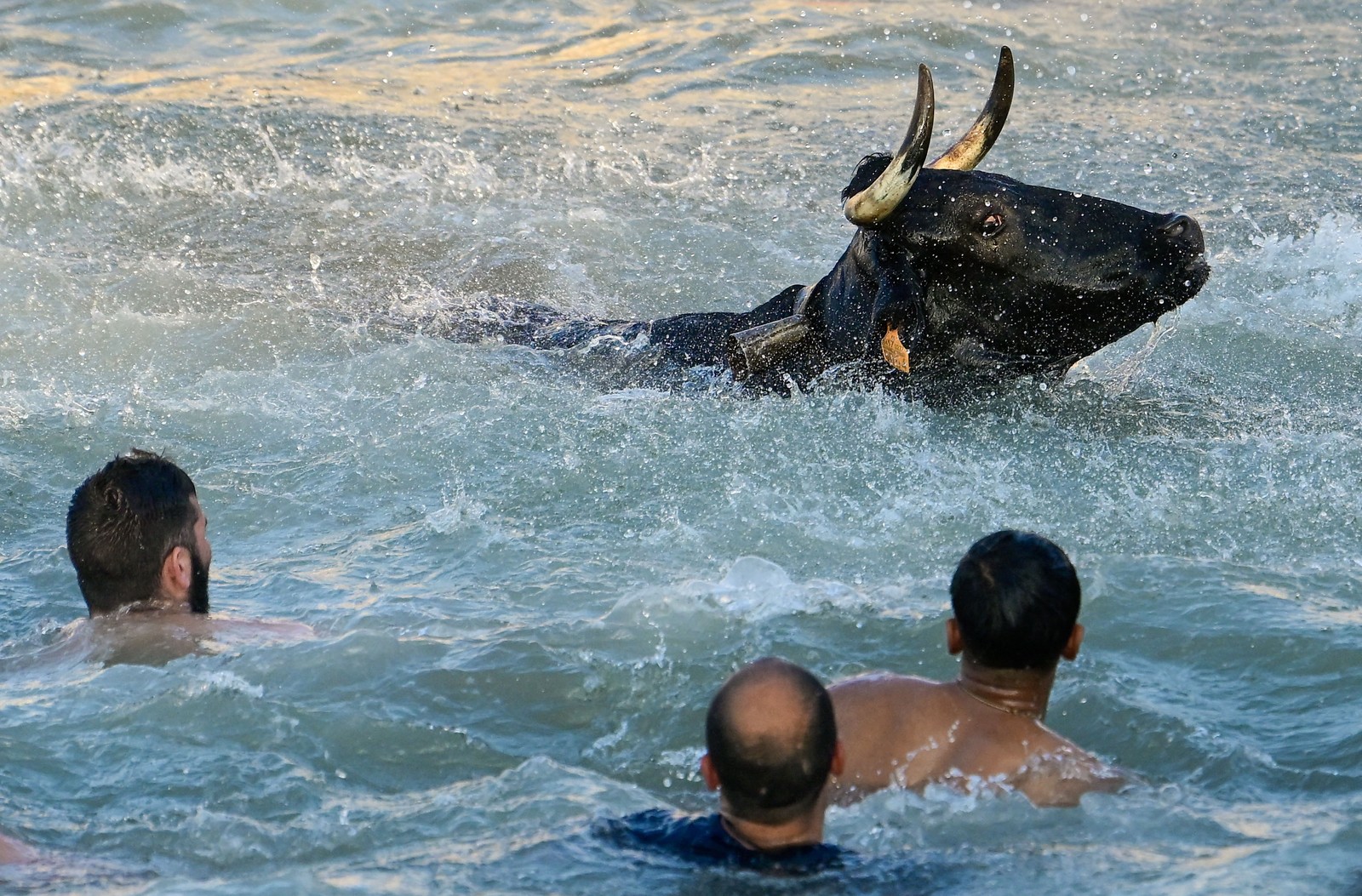 Several people swim beside a bull that had jumped into a harbor during a 
